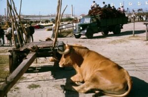 Reviviendo la Historia: La Fórmula 1 y su Olvidado Gran Premio en Casablanca